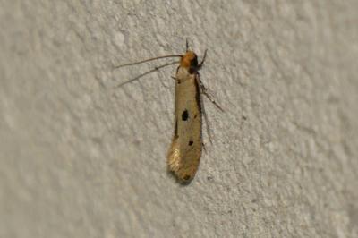 Tinea trinotella