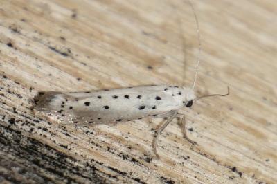 Yponomeuta padella