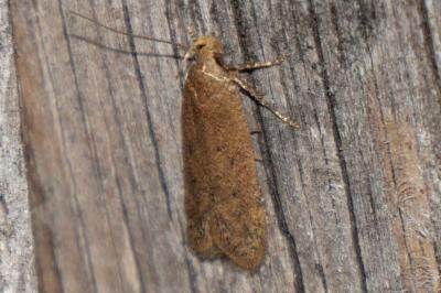 Bryotropha terrella