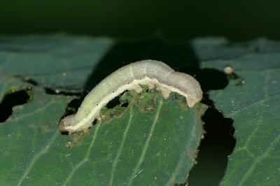 Hecatera dysodea
