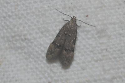 Teleiodes vulgella