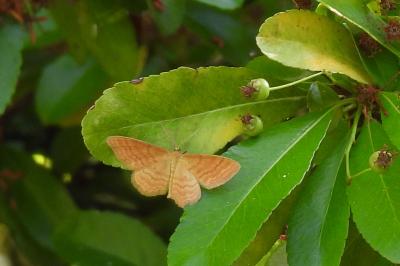 Idaea ochrata