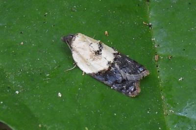Acleris variegana