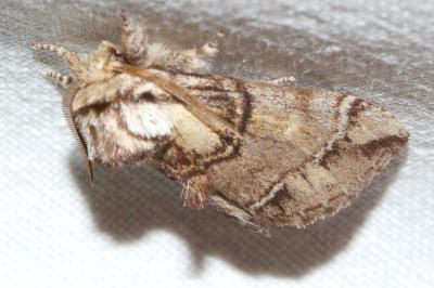Drymonia velitaris