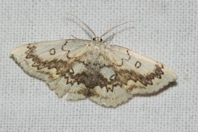 Cyclophora annularia
