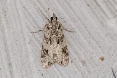 Eudonia delunella