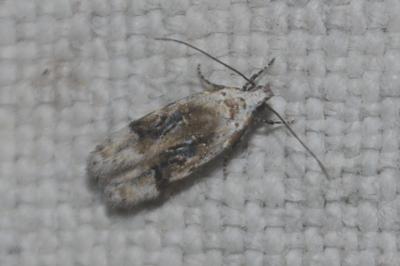 Altenia scriptella