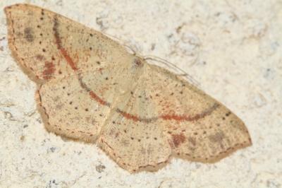 Cyclophora punctaria