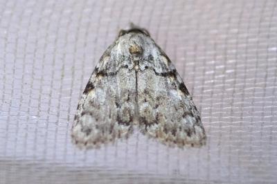 Meganola strigula