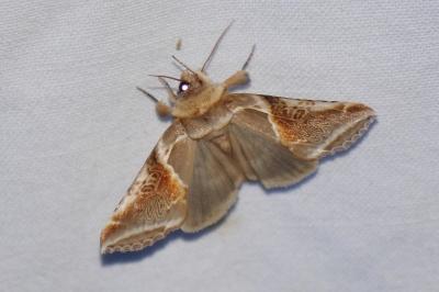 Habrosyne pyritoides