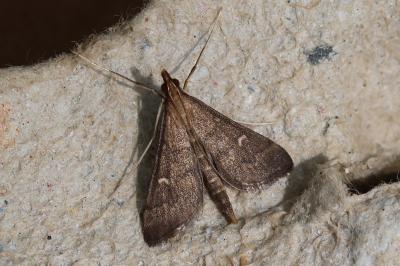 Dolicharthria punctalis