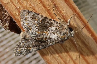 Hecatera dysodea
