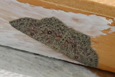 Cyclophora pendularia