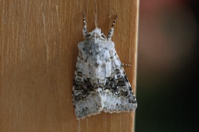 Hecatera bicolorata
