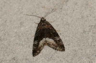 Deltote pygarga