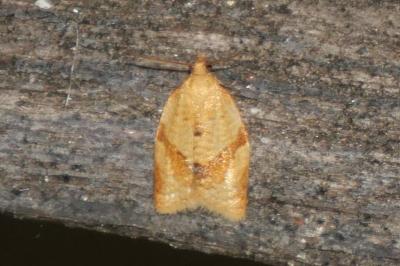 Clepsis consimilana