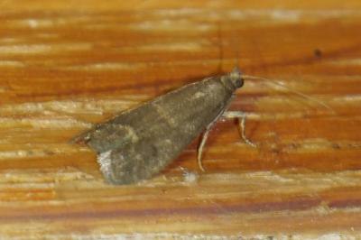 Eccopisa effractella
