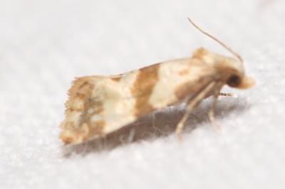 Phalonidia contractana