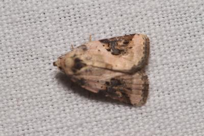 Pseudeustrotia candidula