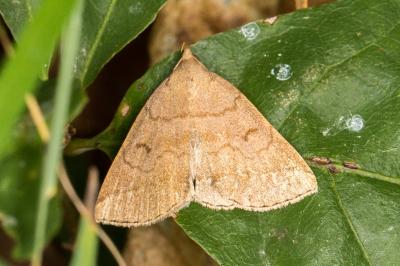 Zanclognatha lunalis