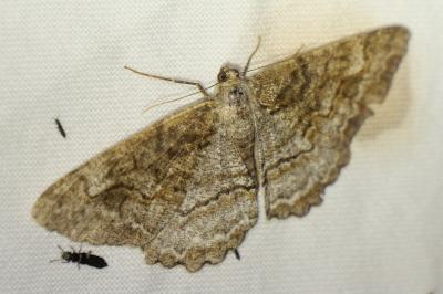 Alcis repandata