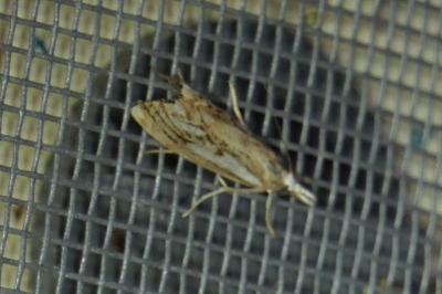 Catoptria falsella