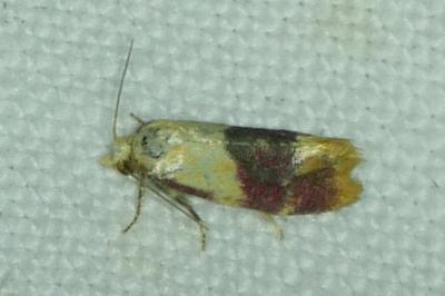 Diceratura ostrinana
