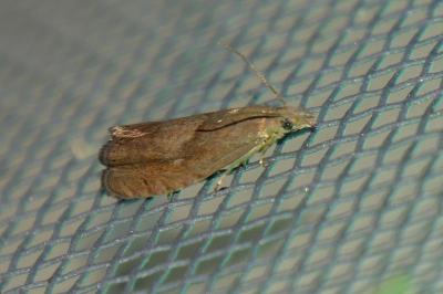 Dichrorampha simpliciana