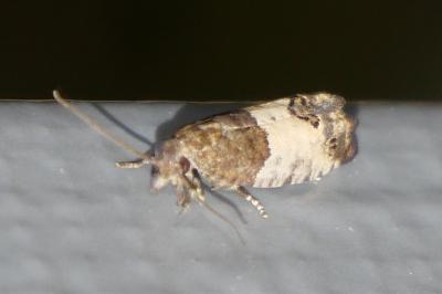 Spilonota ocellana
