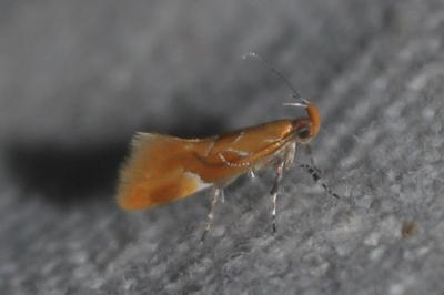 Epicallima formosella