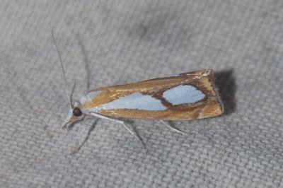 Catoptria pinella