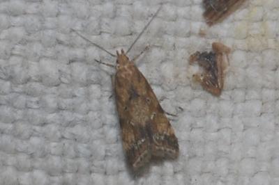 Brachmia blandella