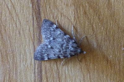 Aglossa pinguinalis