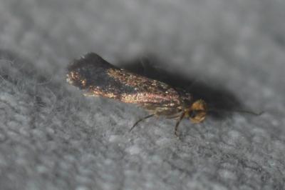 Cephimallota crassiflavella