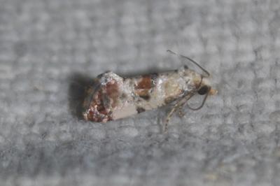 Cochylis hybridella
