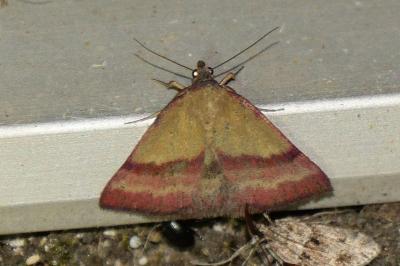 Phytometra viridaria