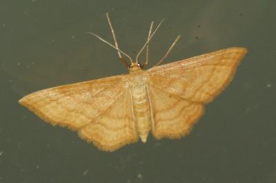 Idaea ochrata