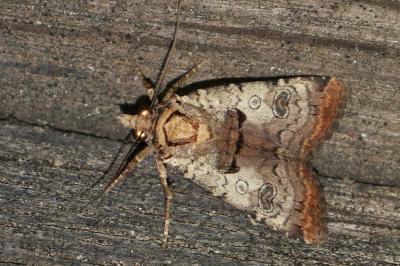 Epilecta linogrisea