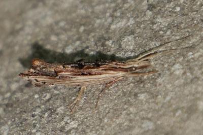 Ypsolopha scabrella