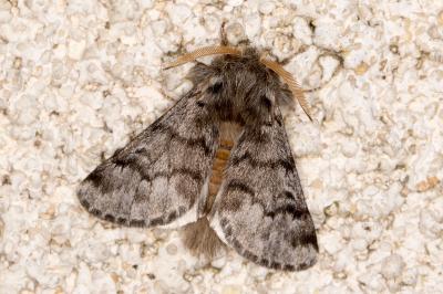 Thaumetopoea pityocampa