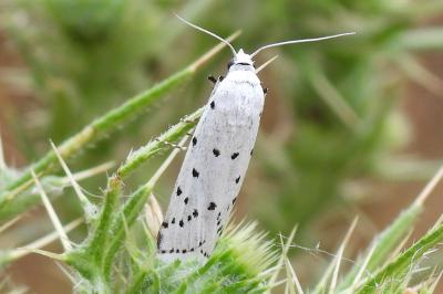 Myelois circumvoluta