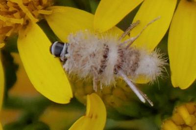 Ptilocephala albida