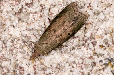 Aphomia sociella