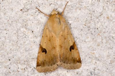 Heliothis peltigera