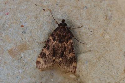 Aglossa caprealis