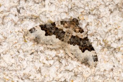 Epirrhoe galiata
