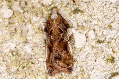 Acleris cristana