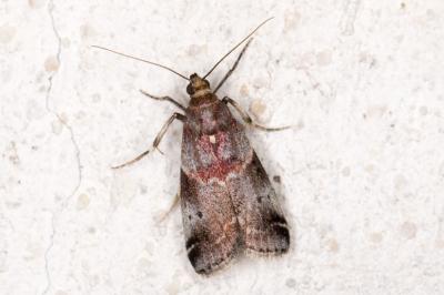 Acrobasis suavella