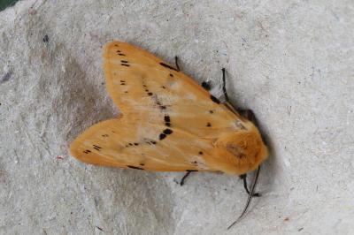 Spilarctia lutea