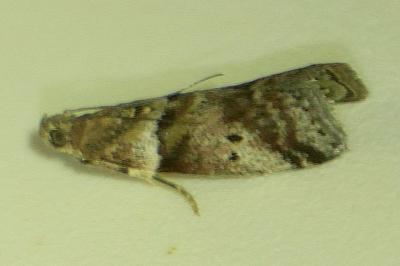 Acrobasis consociella
